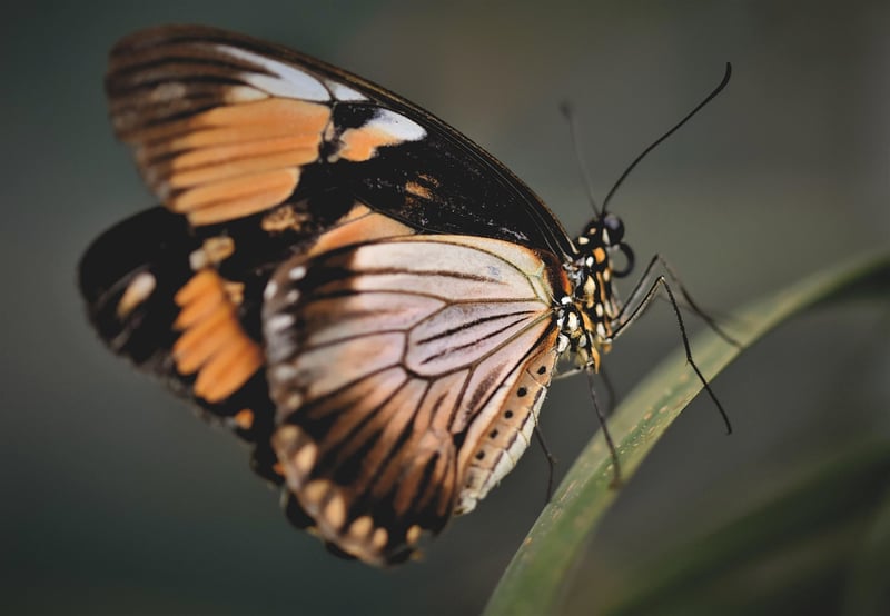 Butterfly Conundrum